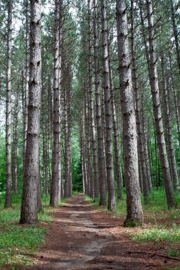Huzurlu cennet ormanı, güzel çam ağaçları