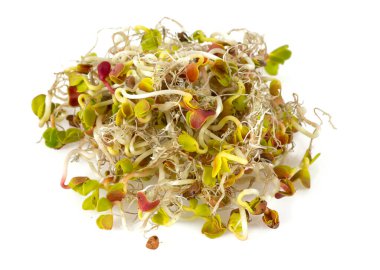 Lucern mikropları beyaz arkaplanda izole edilmiş, kapat