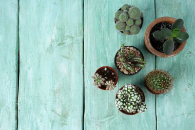 Tahta yüzeyde kaktüsler ve sulandırıcılar, üst görünüm