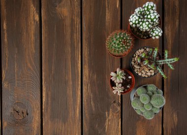 Tahta yüzeyde kaktüsler ve sulandırıcılar