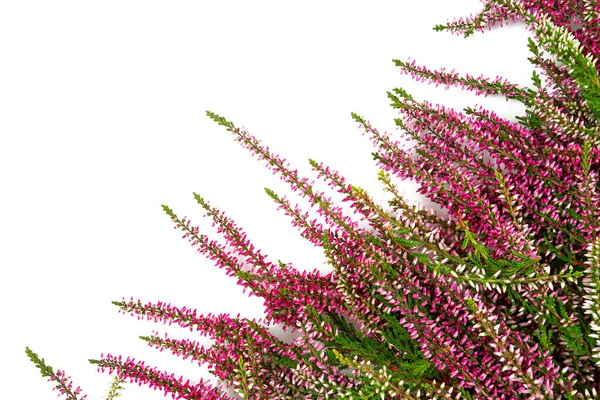 Calluna Vulgaris Isolated White Background Empty Space Your Text — Stock Photo, Image