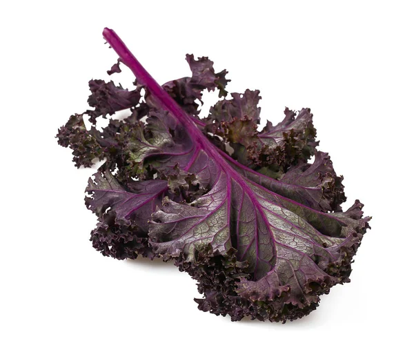 Fresh Kale Cabbage Isolated White Background — Stock Photo, Image