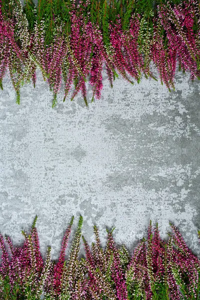 Calluna Vulgaris Sur Surface Pierre Grise — Photo