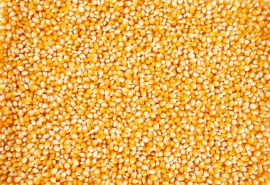 Kurumuş mısır taneleri kapanıyor.