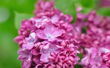 Bahar bahçesinde güzel leylak çiçekleri