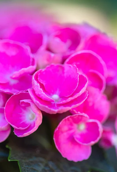春の庭で育つピンクのプリムラ — ストック写真