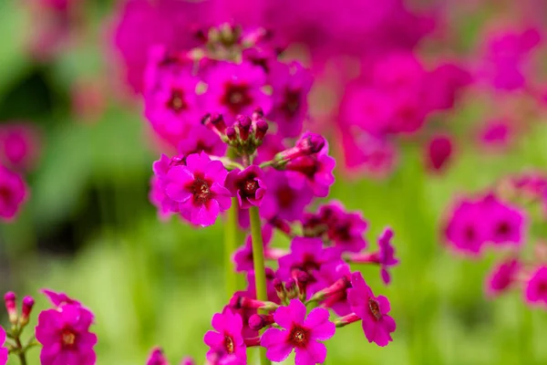 Roze Primula Groeiend Voorjaarstuin — Stockfoto