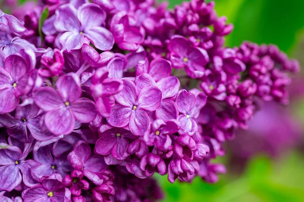 Belas Flores Lilás Jardim Primavera — Fotografia de Stock