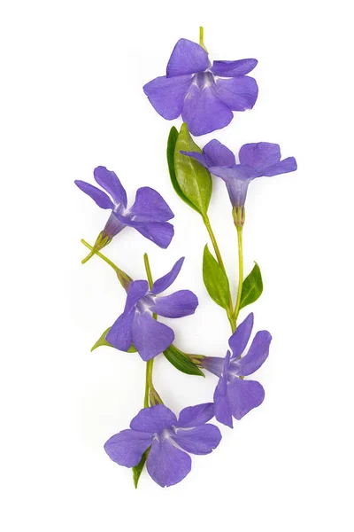 Periwinkles Azules Aislados Sobre Fondo Blanco Flores Primavera — Foto de Stock