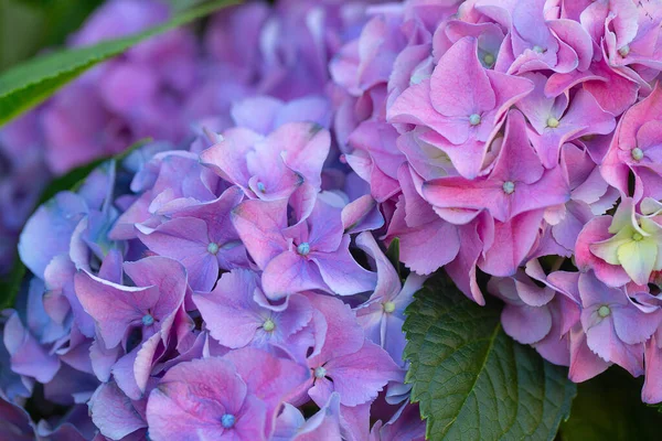 Bellissimi Fiori Lilla Giardino Primaverile — Foto Stock