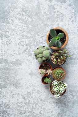 Gri taş yüzeyinde kaktüsler ve sulandırıcılar