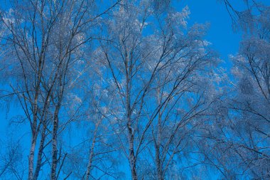 Güneşli bir günde kış manzarası