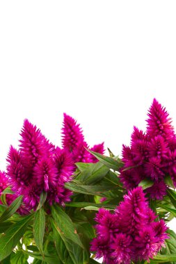 Beyaz arkaplanda izole edilmiş selosya koyu mor