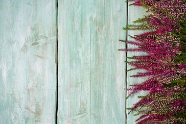 Turkuaz ahşap yüzeyde calluna vulgaris.