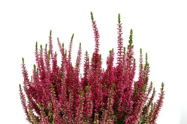 Beyaz arkaplanda izole edilmiş calluna vulgaris