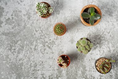 Çimento yüzeyinde kaktüsler ve sulandırıcılar