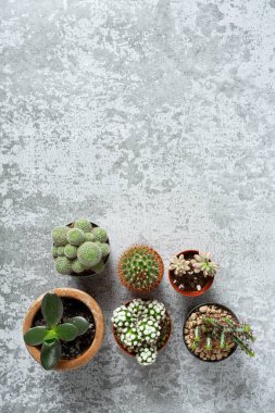 Gri taş yüzeyinde kaktüsler ve sulandırıcılar