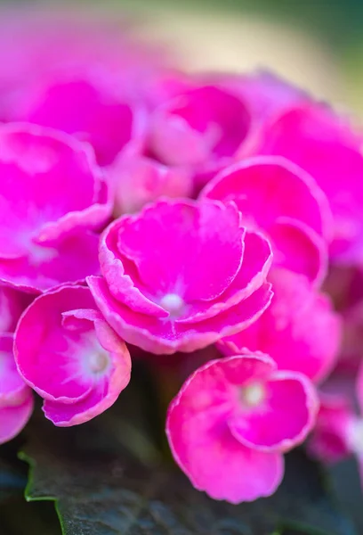 Pink Flowers Close Image — Stock Photo, Image