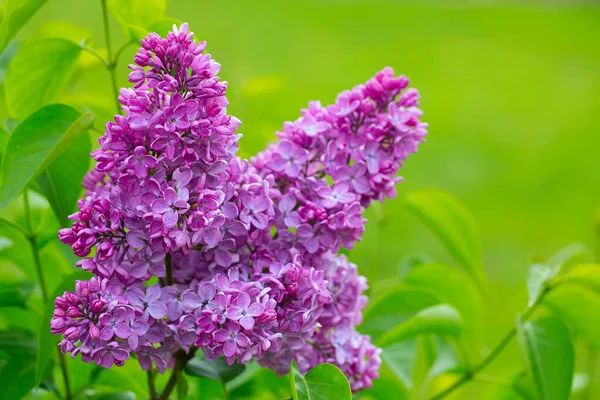 Hermosas Flores Lila Jardín Primavera — Foto de Stock