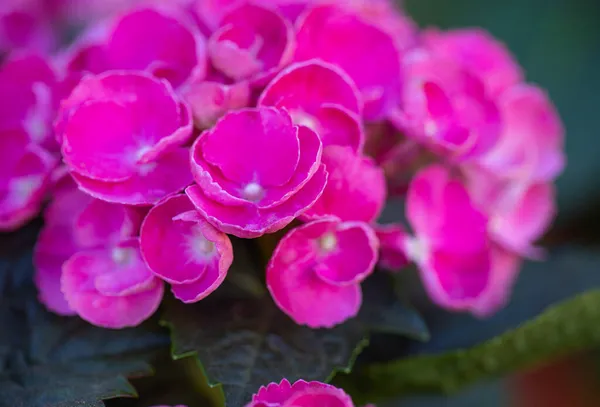 Růžové Květy Zavřít Obrázek — Stock fotografie