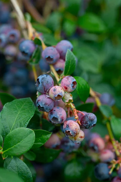 Fruit Aux Myrtilles Sur Bush — Photo