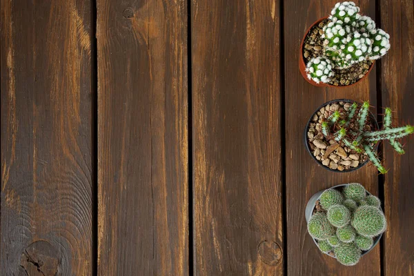 Cactus Piante Grasse Superficie Legno Vista Dall Alto — Foto Stock