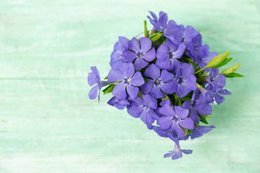 Turkuaz bir yüzeyde minyatür metalik bir kaptaki mavi menekşeler. Bahar çiçekleri..