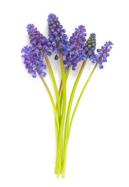 Druivenhyacint Muscari Geïsoleerd Witte Achtergrond — Stockfoto