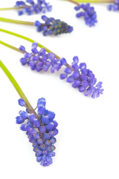 Druva Hyacint Muscari Isolerad Vit Bakgrund — Stockfoto