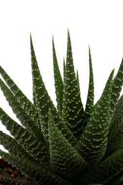 Haworthia planı beyaz arka planda izole edildi