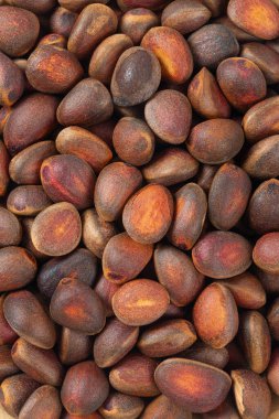 Çam fıstığı beyaz arka planda izole edilmiş, kapat