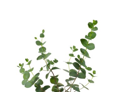 okaliptüs bitkisi beyaz üzerine izole