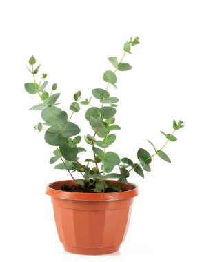 okaliptüs bitkisi beyaz üzerine izole