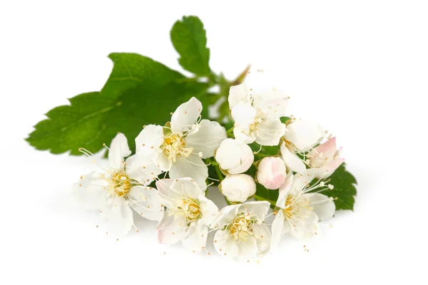 Blooming Prunus Padus Bird Cherry Hackberry Hagberry Mayday Tree Isolated — Stock Photo, Image