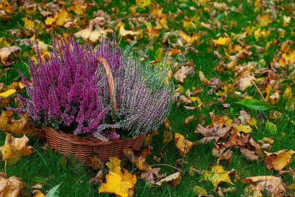 Cesta Flores Florescendo Gramado Verde Com Folhas Caídas — Fotografia de Stock