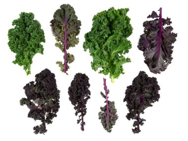 Kırmızı ve yeşil lahana yaprakları beyaz arka planda izole, yakın