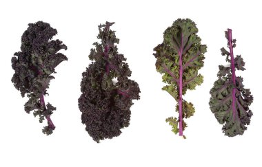 Kırmızı ve yeşil lahana yaprakları beyaz arka planda izole, yakın