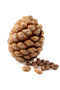 Çam fıstığı beyaz arkaplanda izole