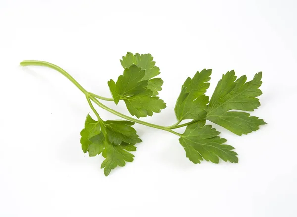 Twig Parsley Isolated White Background — стоковое фото