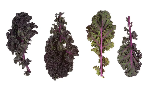 Kırmızı ve yeşil lahana yaprakları beyaz arka planda izole, yakın