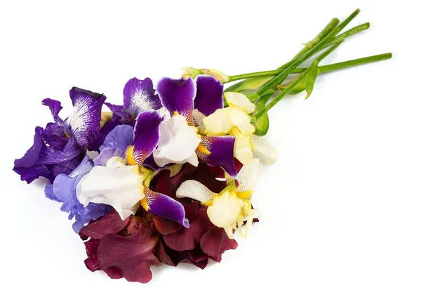 Hermosa Flor Iris Isoalted Sobre Fondo Blanco — Foto de Stock