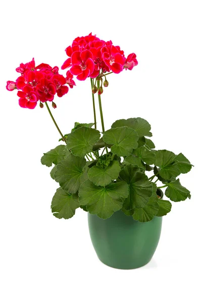 Potted Pelargonia Geranium Isolated White Background — Stock Photo, Image