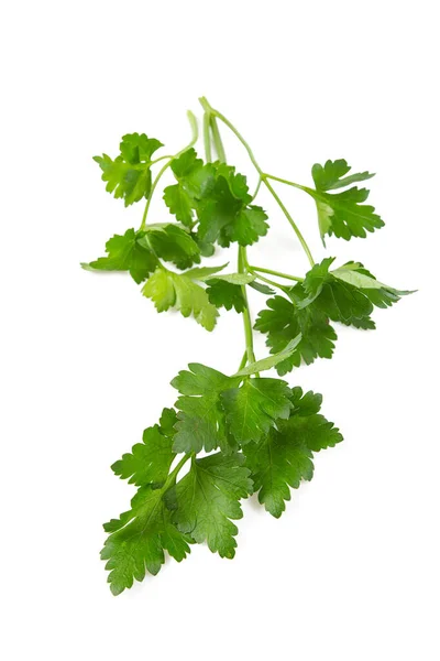 Twig Parsley Isolated White Background — стоковое фото