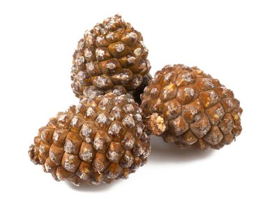 Beyaz arka planda çam fıstıklı sedir konisi