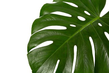 Monstera bitki yaprağı beyaz arkaplanda izole