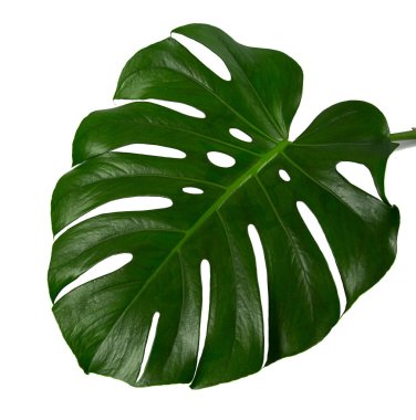 Monstera bitki yaprağı beyaz arkaplanda izole