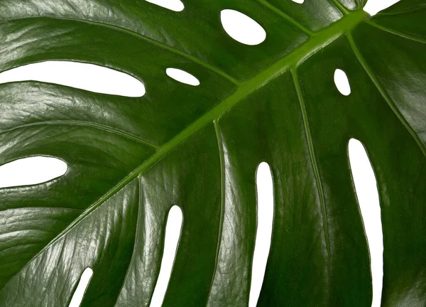 Monstera Plantenblad Geïsoleerd Witte Achtergrond — Stockfoto