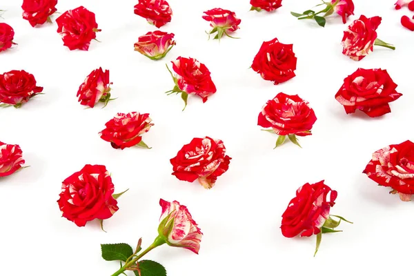 Ριγέ Ροζ Τριαντάφυλλα Απομονωμένα Λευκό Φόντο — Φωτογραφία Αρχείου