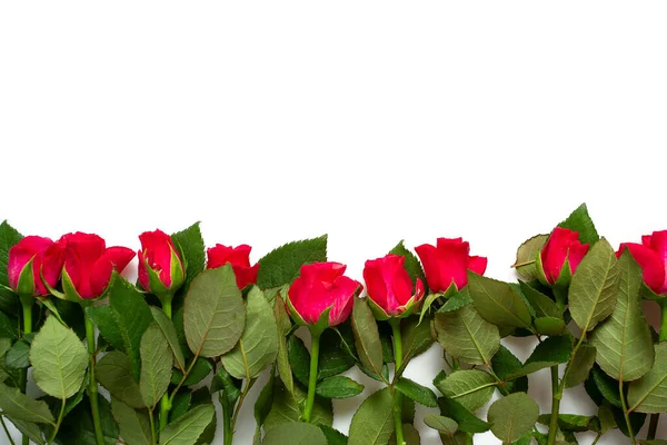 Czerwone Róże Granica Izolowane Białym Tle — Zdjęcie stockowe