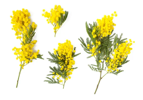 Twijg Van Mimosa Boom Geïsoleerd Witte Achtergrond Bovenaanzicht — Stockfoto